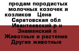 продам породистых молочных козочек и козликов › Цена ­ 6 000 - Саратовская обл., Ивантеевский р-н, Знаменский п. Животные и растения » Другие животные   